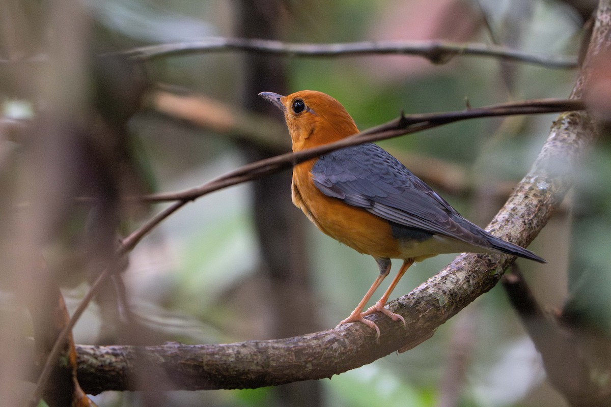 Orange-headed Thrush - ML646732152