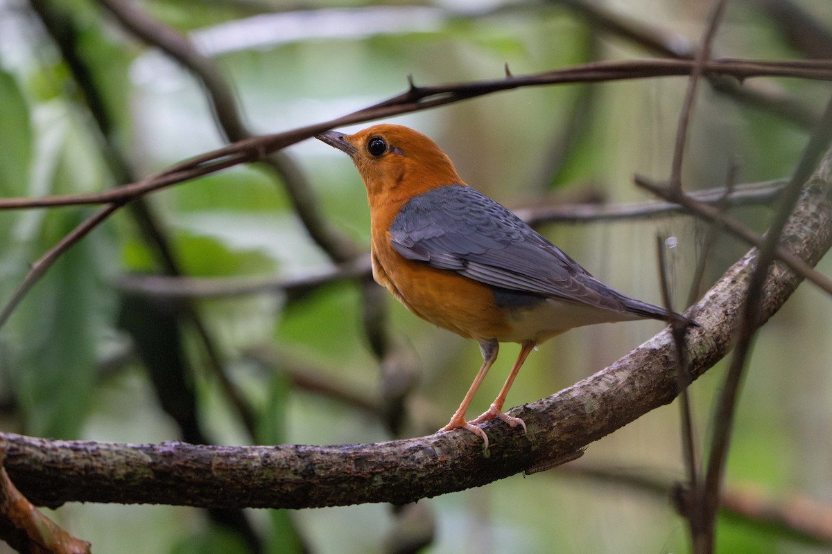 Orange-headed Thrush - ML646732153