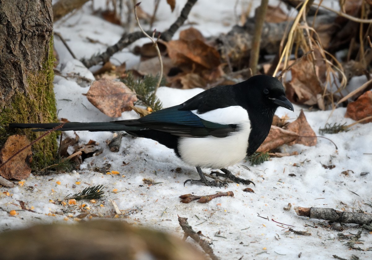 Urraca de Hudson - ML646732154