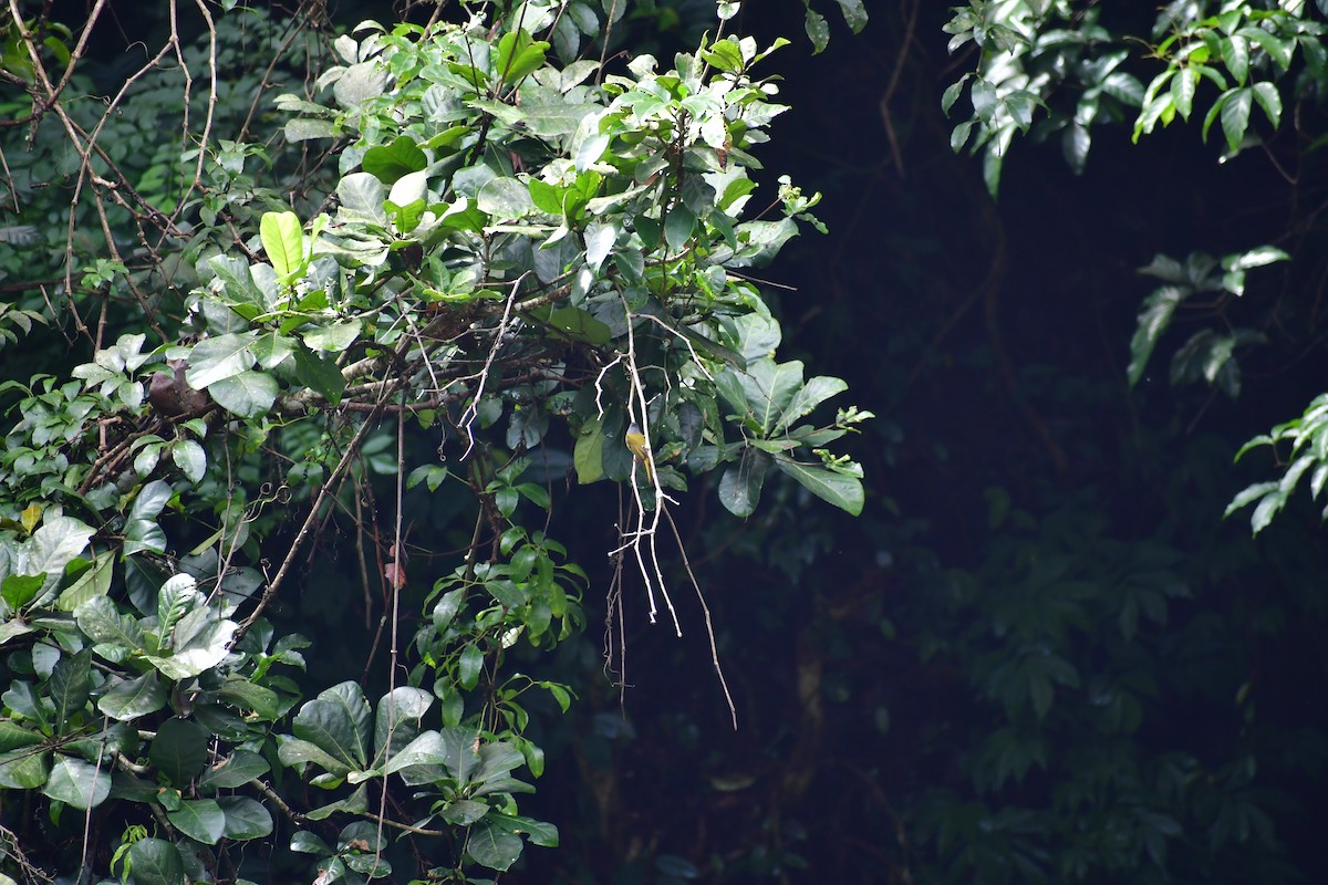 Gray-headed Canary-Flycatcher - ML646732155