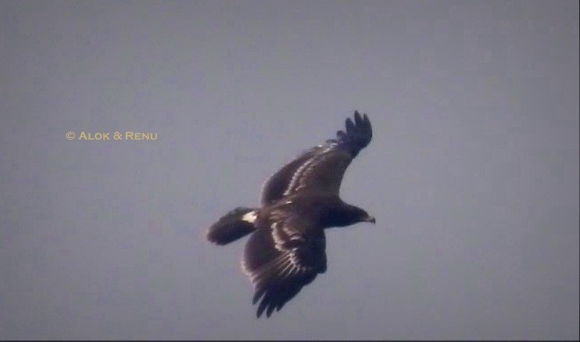 עיט צפרדעים - ML646732159