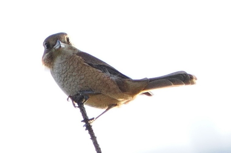 oksevarsler - ML646732160