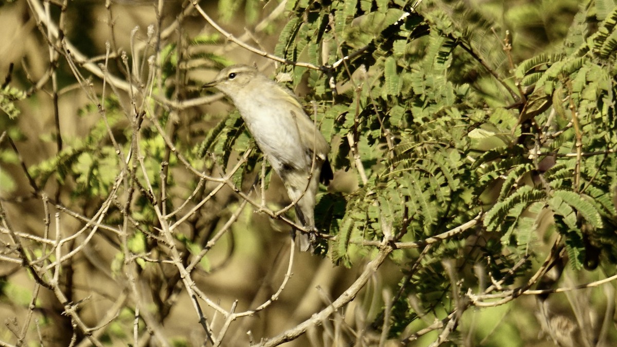Common Chiffchaff - ML646732162