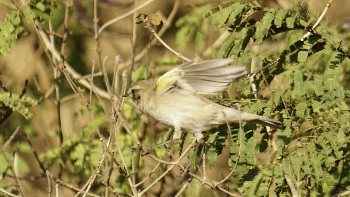 Common Chiffchaff - ML646732163