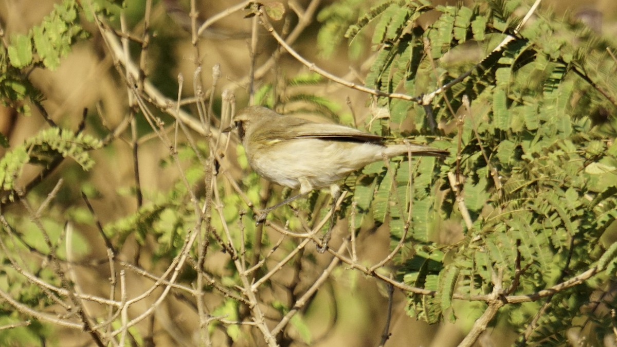 Common Chiffchaff - ML646732164