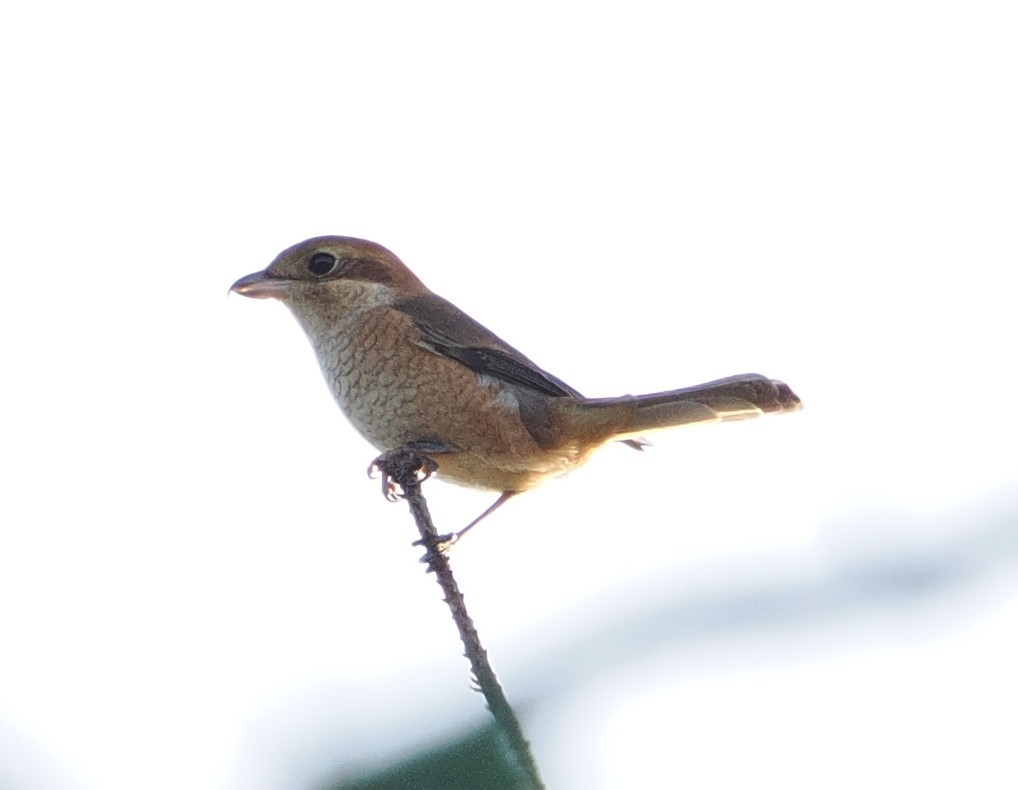 oksevarsler - ML646732165