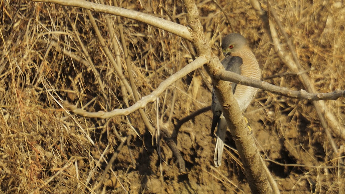 Shikra - ML646732167