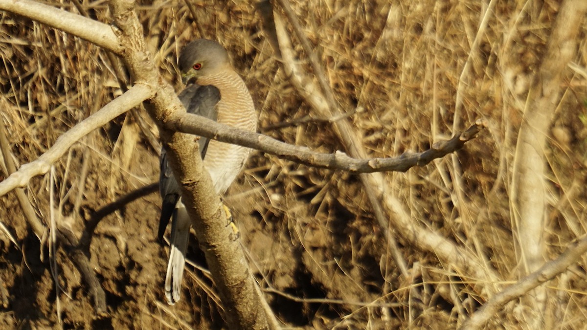 Shikra - ML646732168