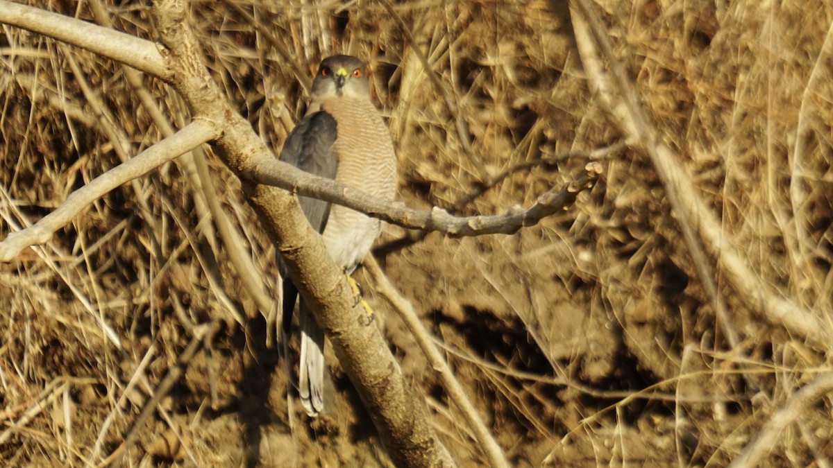 Shikra - ML646732169