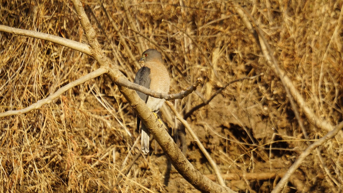 Shikra - ML646732170