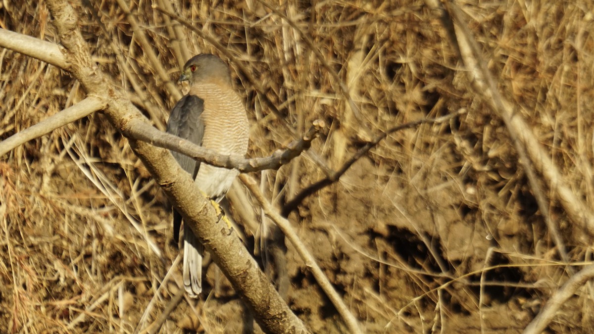 Shikra - ML646732172