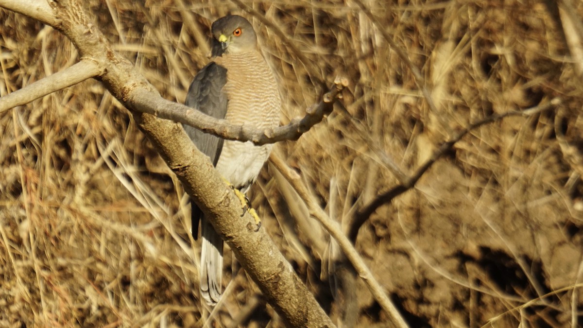 Shikra - ML646732173