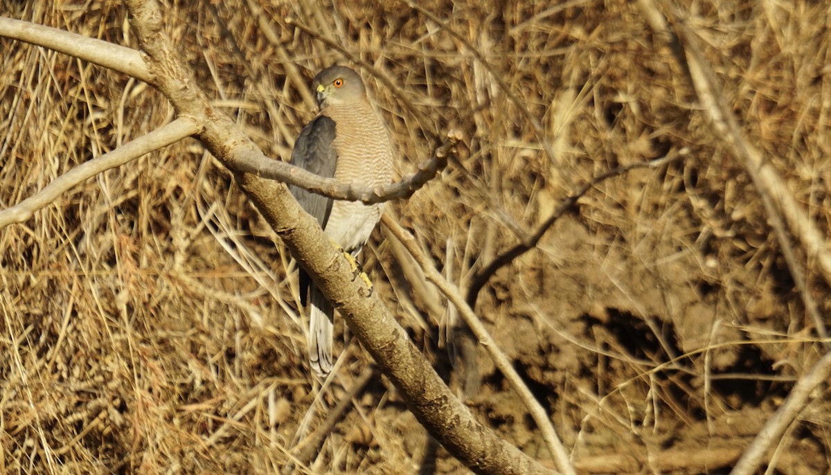 Shikra - ML646732176