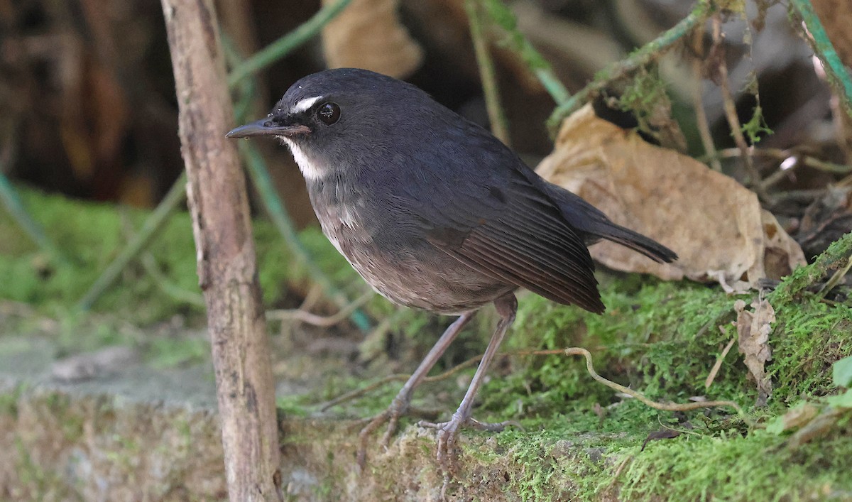 Алікорто малий - ML646732177