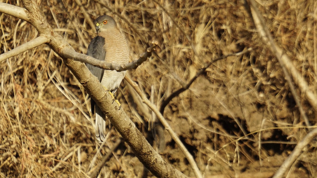 Shikra gabiraia - ML646732178