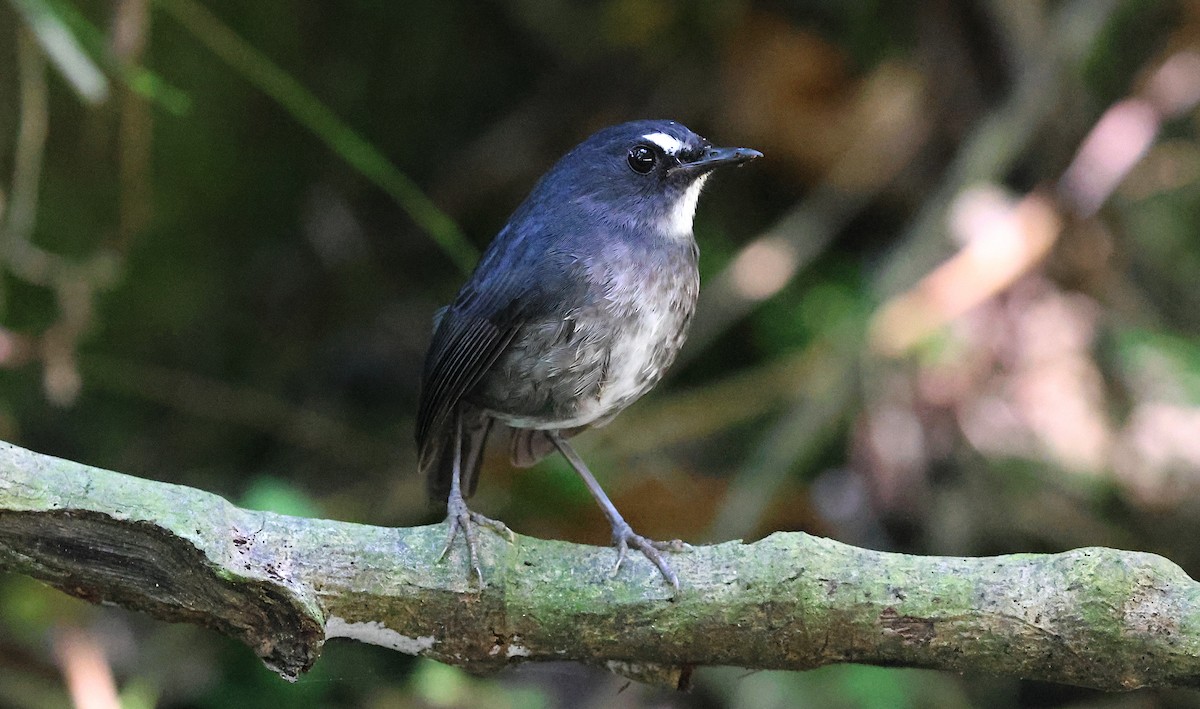 Алікорто малий - ML646732179