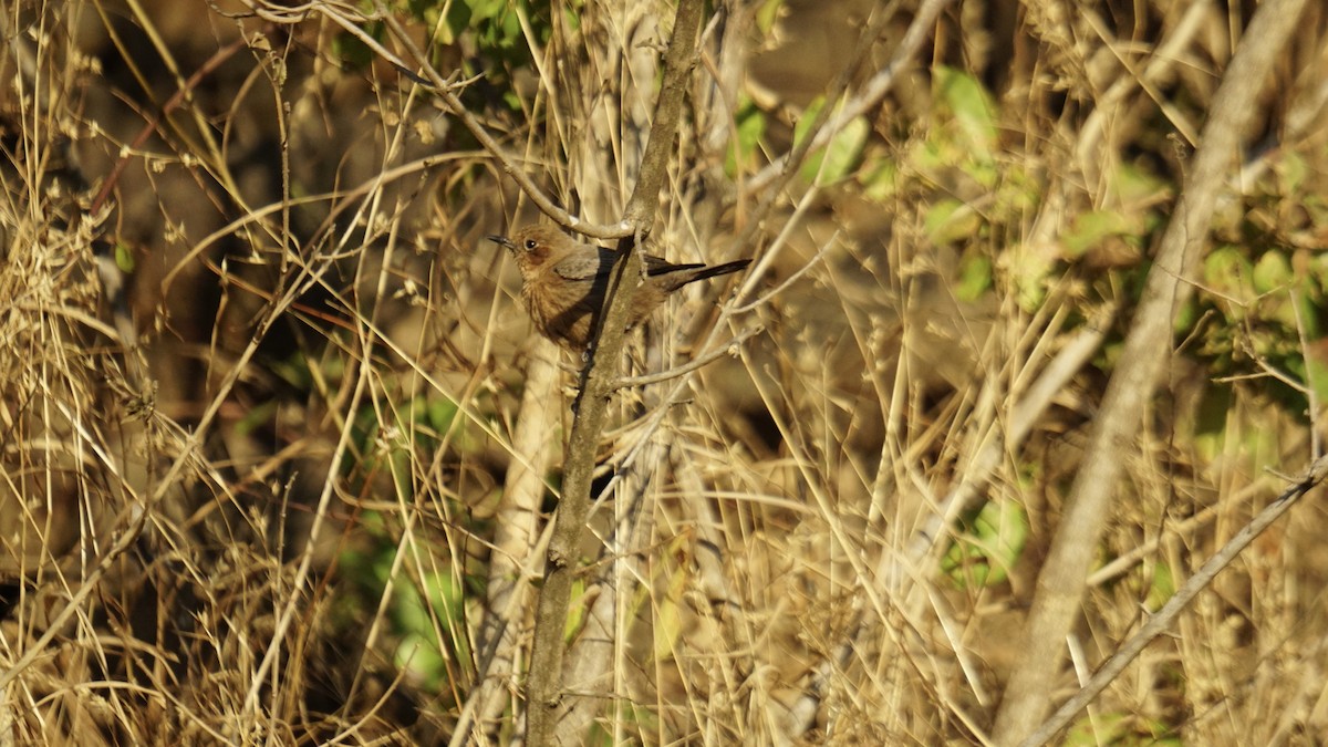 Buztanbeltz arrea - ML646732180