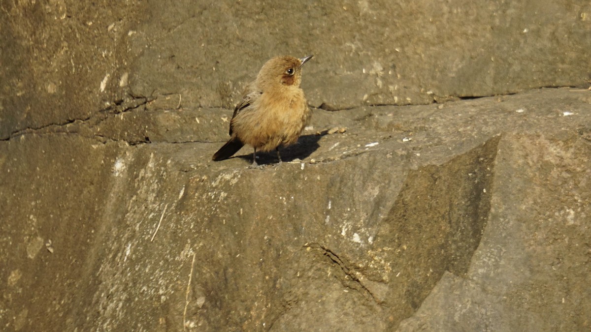 Buztanbeltz arrea - ML646732182