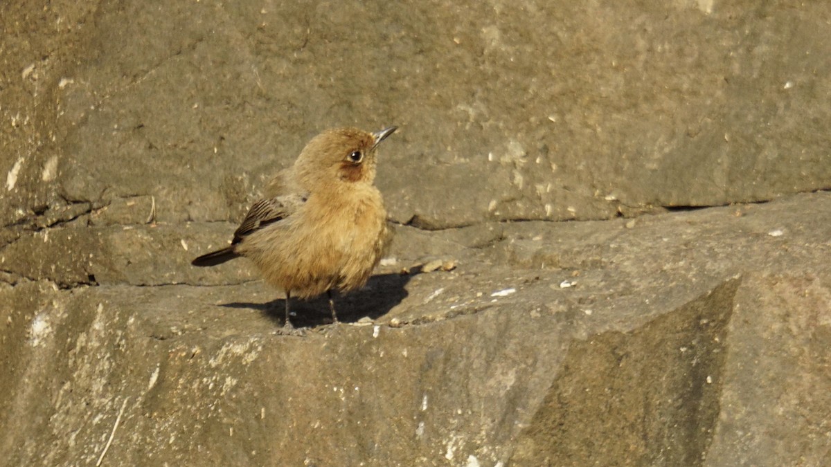 Buztanbeltz arrea - ML646732183