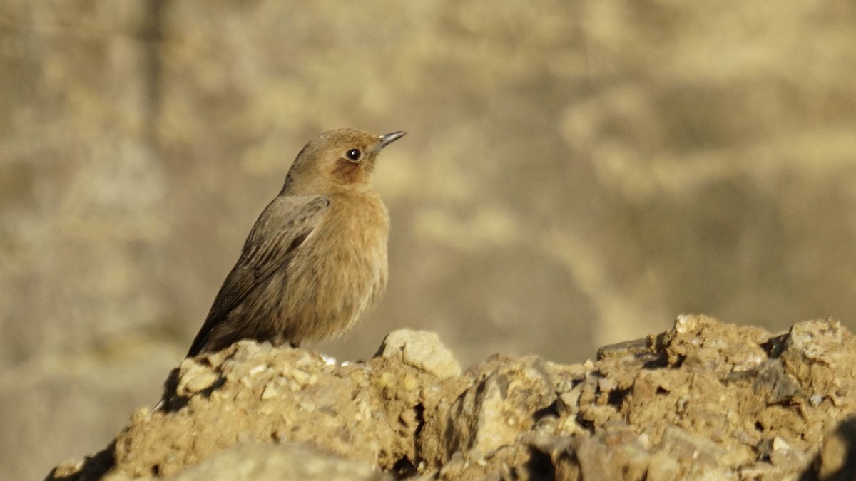 Buztanbeltz arrea - ML646732184