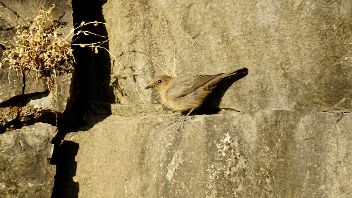 Buztanbeltz arrea - ML646732186