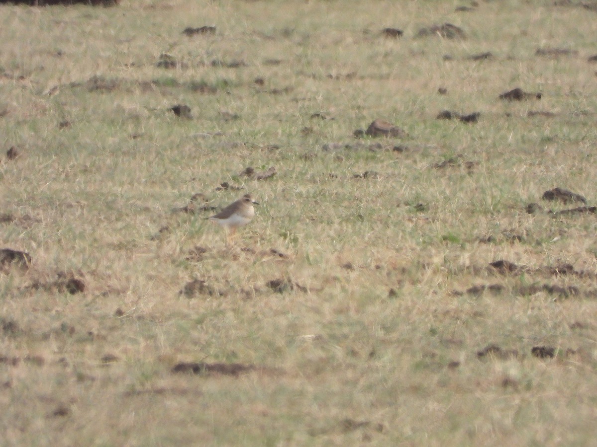 kulík rezavoprsý - ML646732187