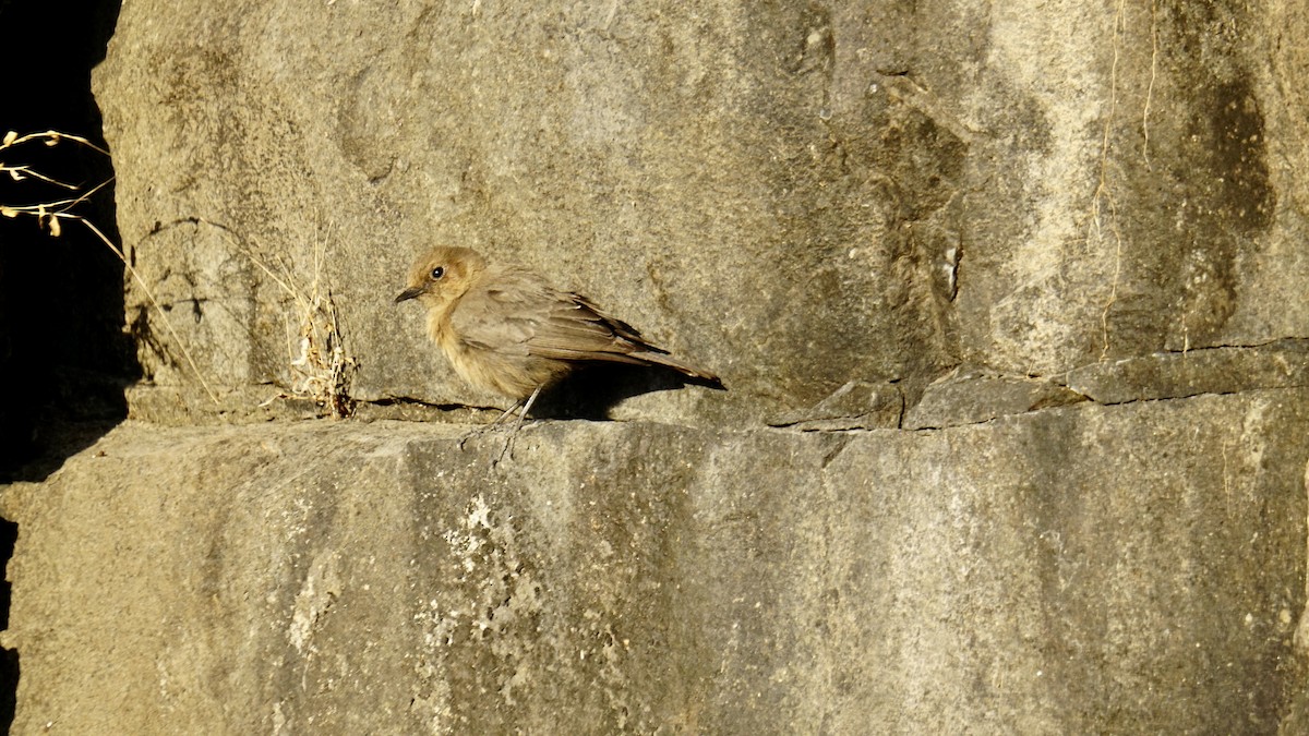 Buztanbeltz arrea - ML646732188