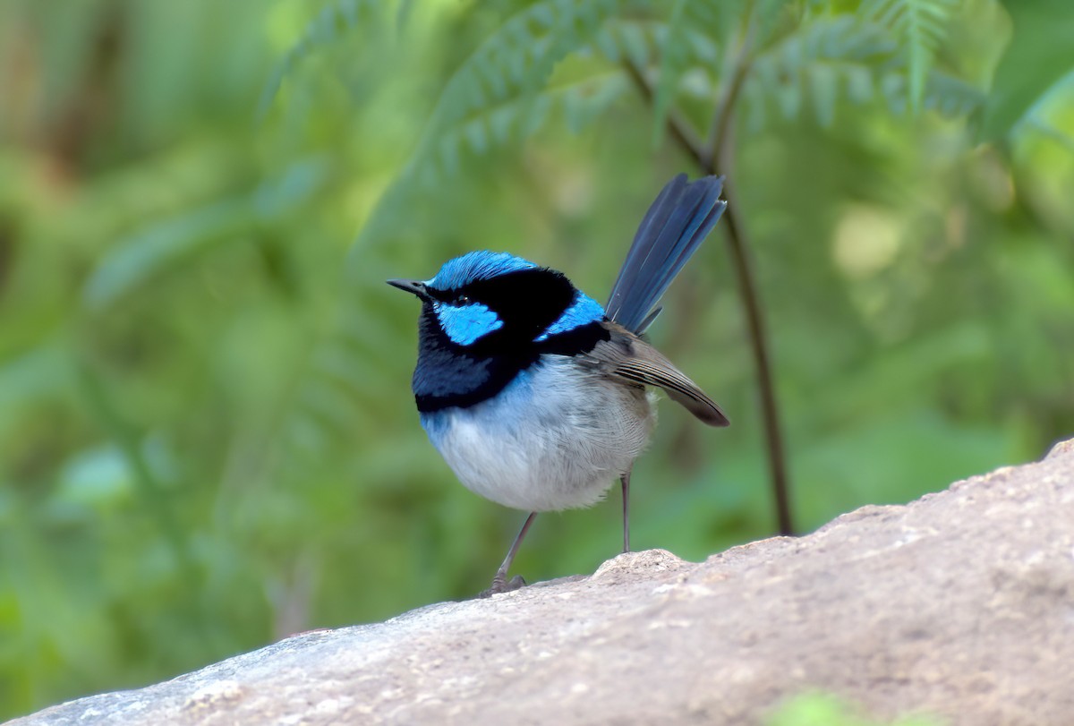 Superb Fairywren - ML646732190