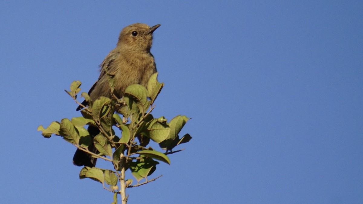 Buztanbeltz arrea - ML646732191