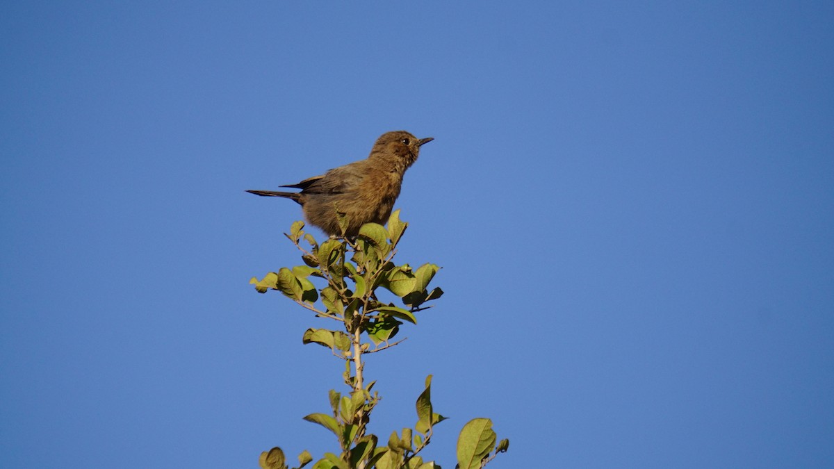 Buztanbeltz arrea - ML646732192