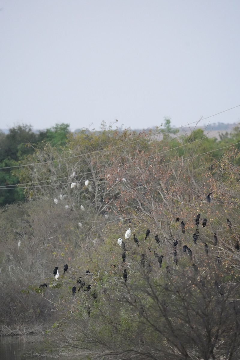 Little Cormorant - ML646732193