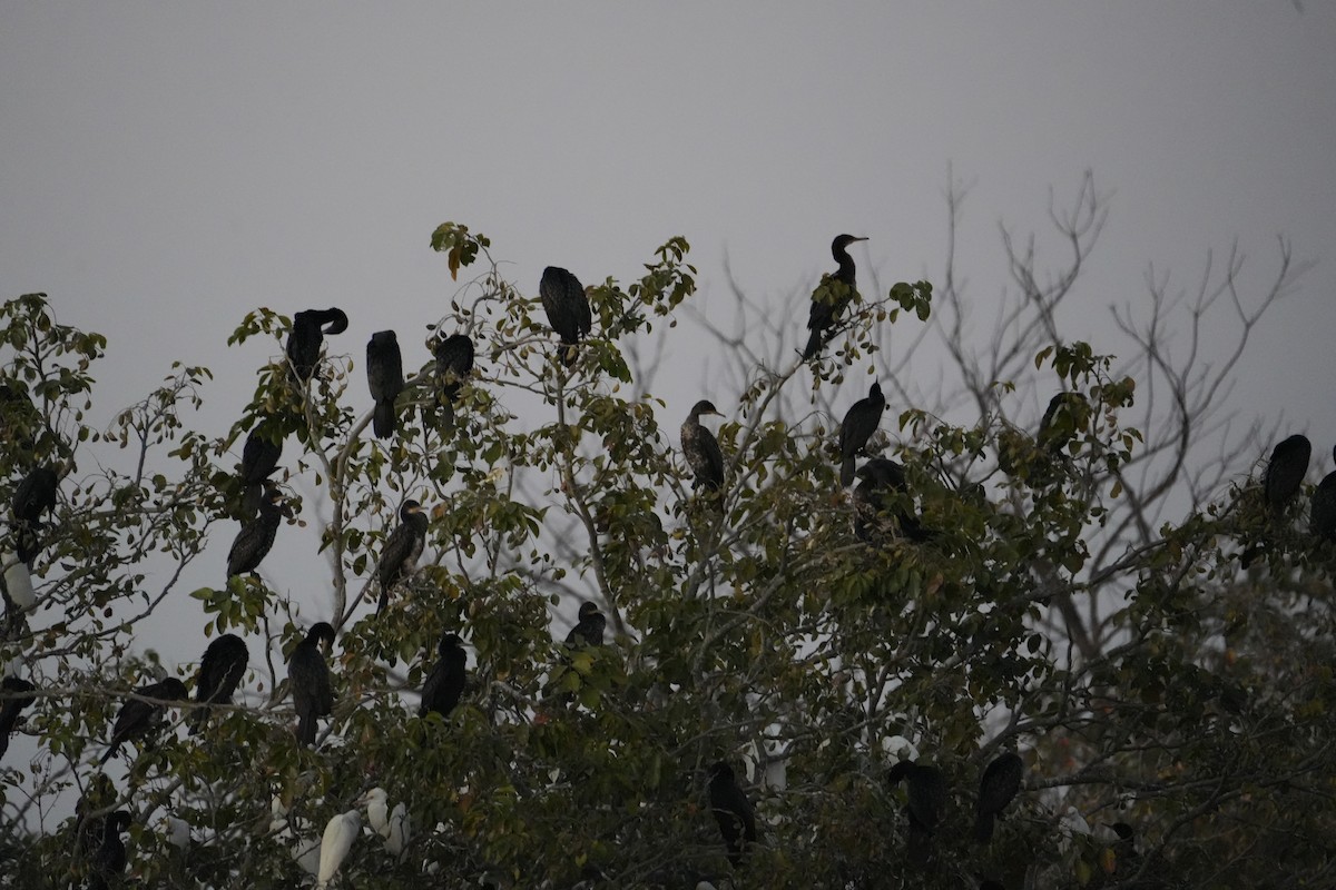 kormorán menší - ML646732194