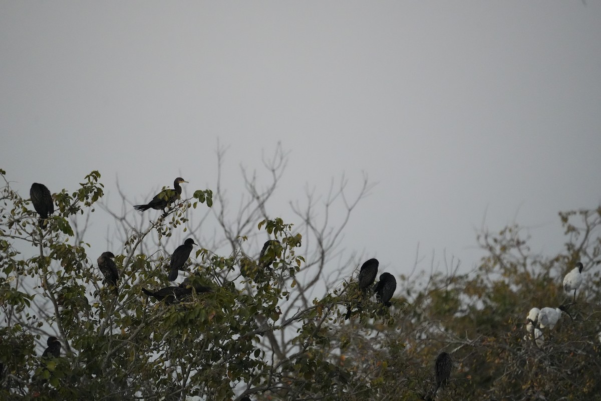 kormorán menší - ML646732195