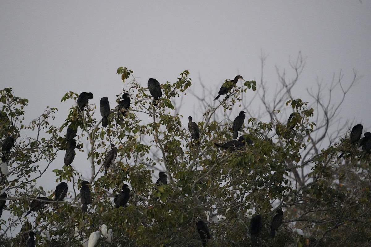 kormorán menší - ML646732196