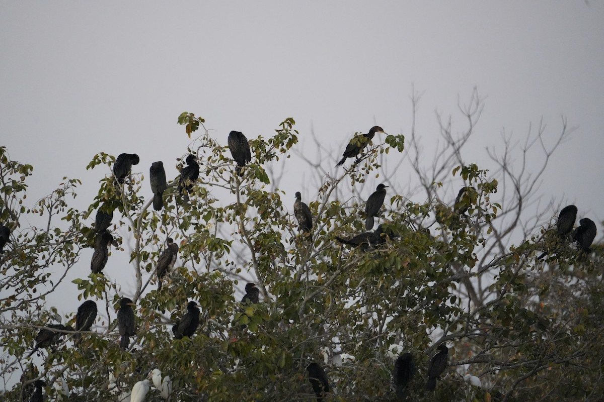 kormorán menší - ML646732197