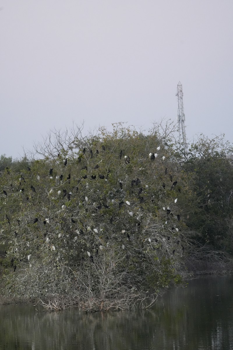 kormorán menší - ML646732198