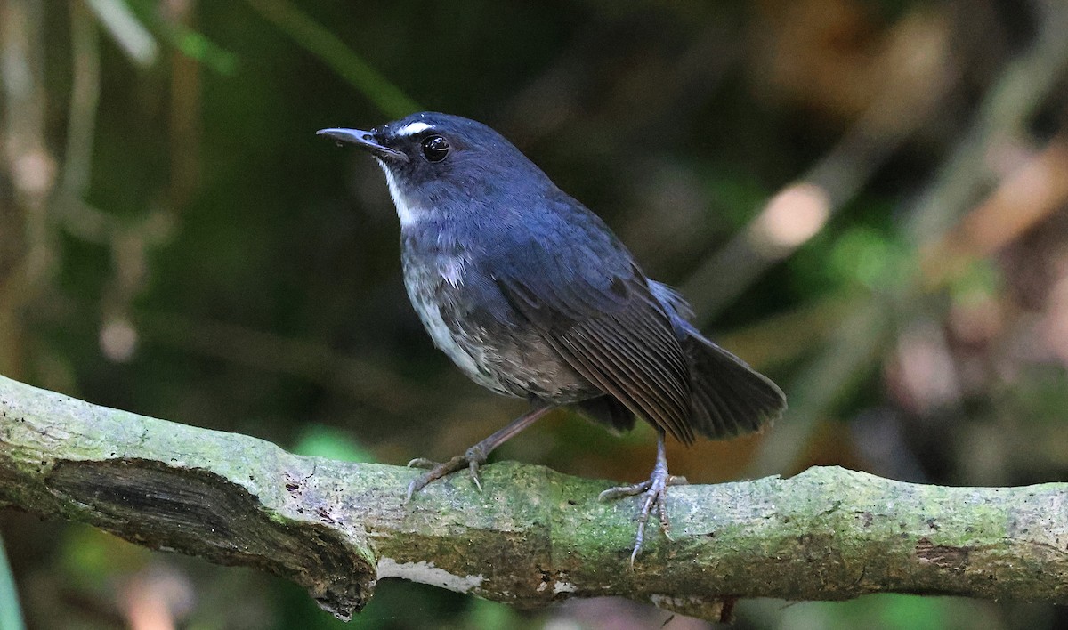 Алікорто малий - ML646732201