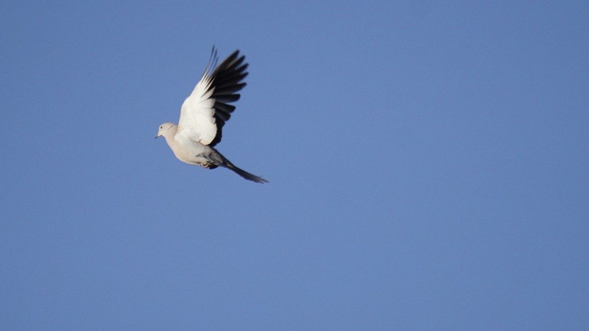 Usapal turkiarra - ML646732202