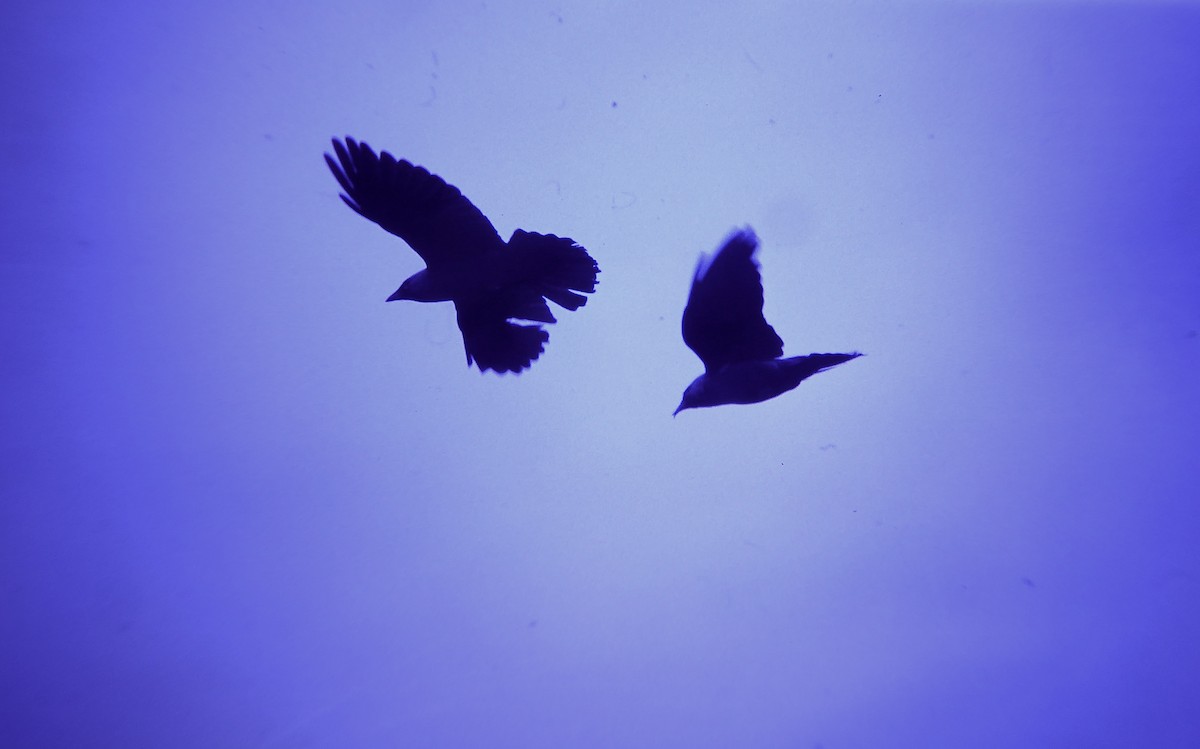 Eurasian Jackdaw - ML646732203