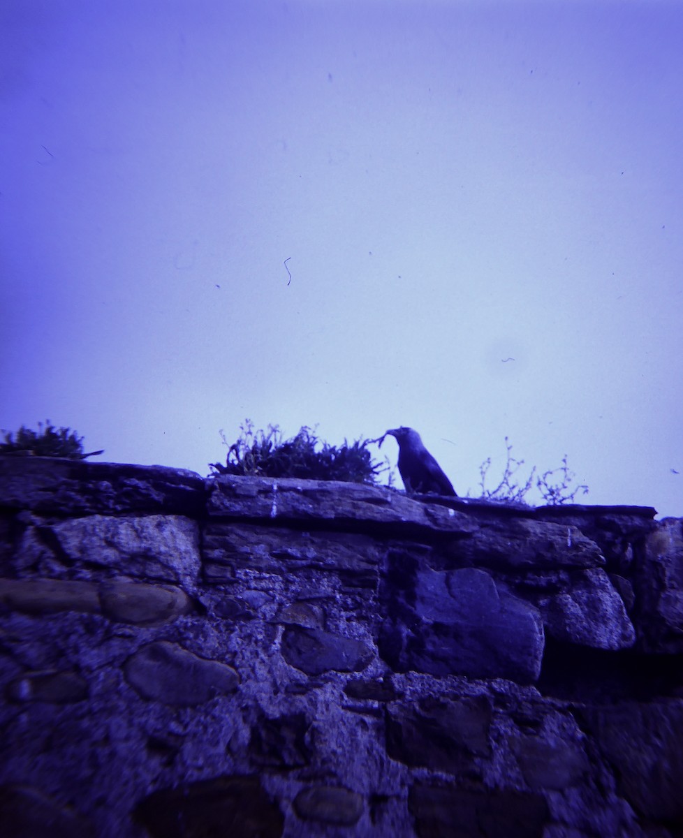 Eurasian Jackdaw - ML646732204