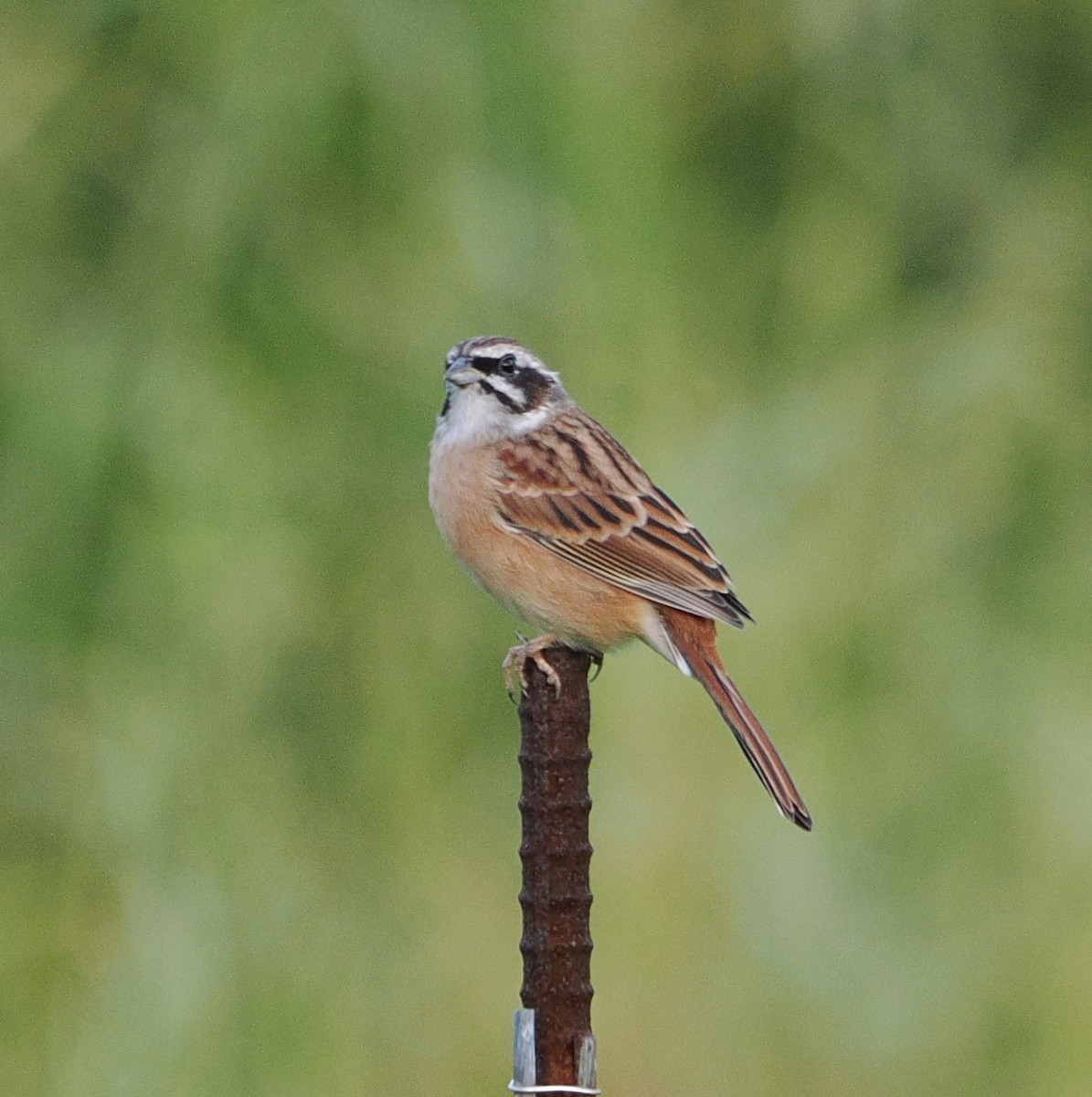 engspurv - ML646732205