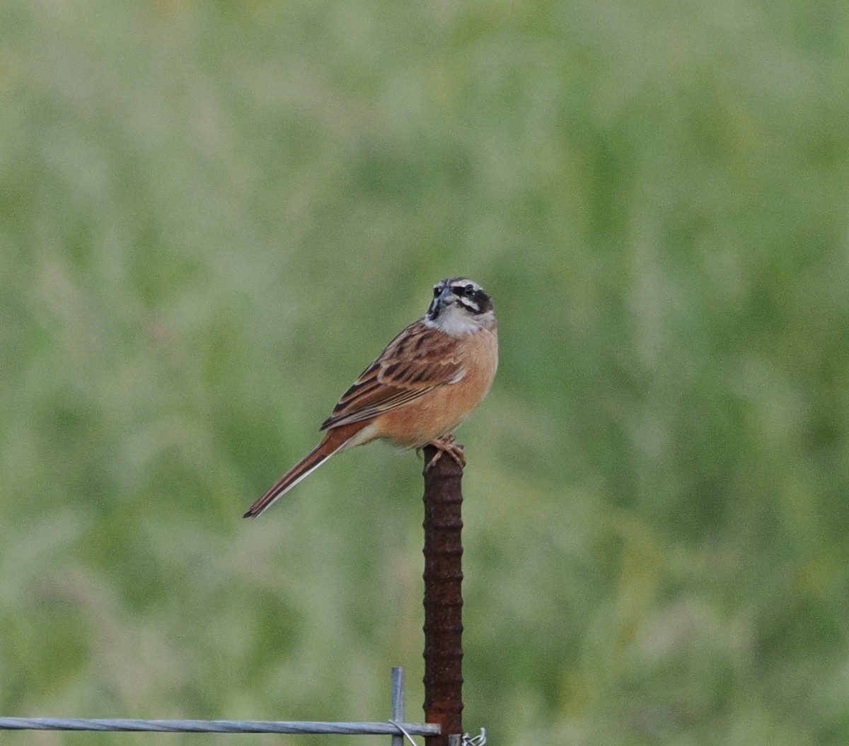 engspurv - ML646732211