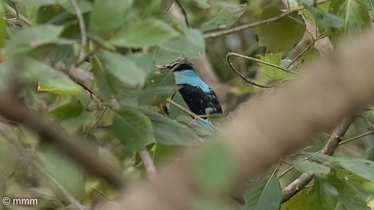 Blue-breasted Kingfisher - ML646732212