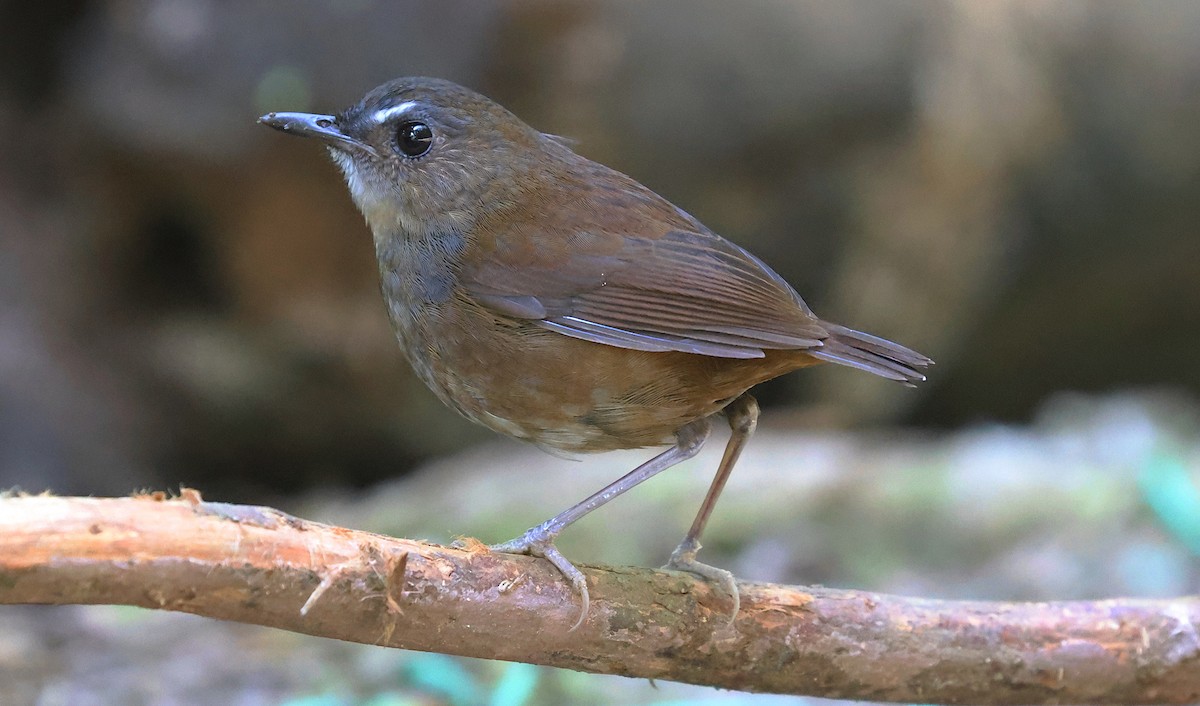 Алікорто малий - ML646732213