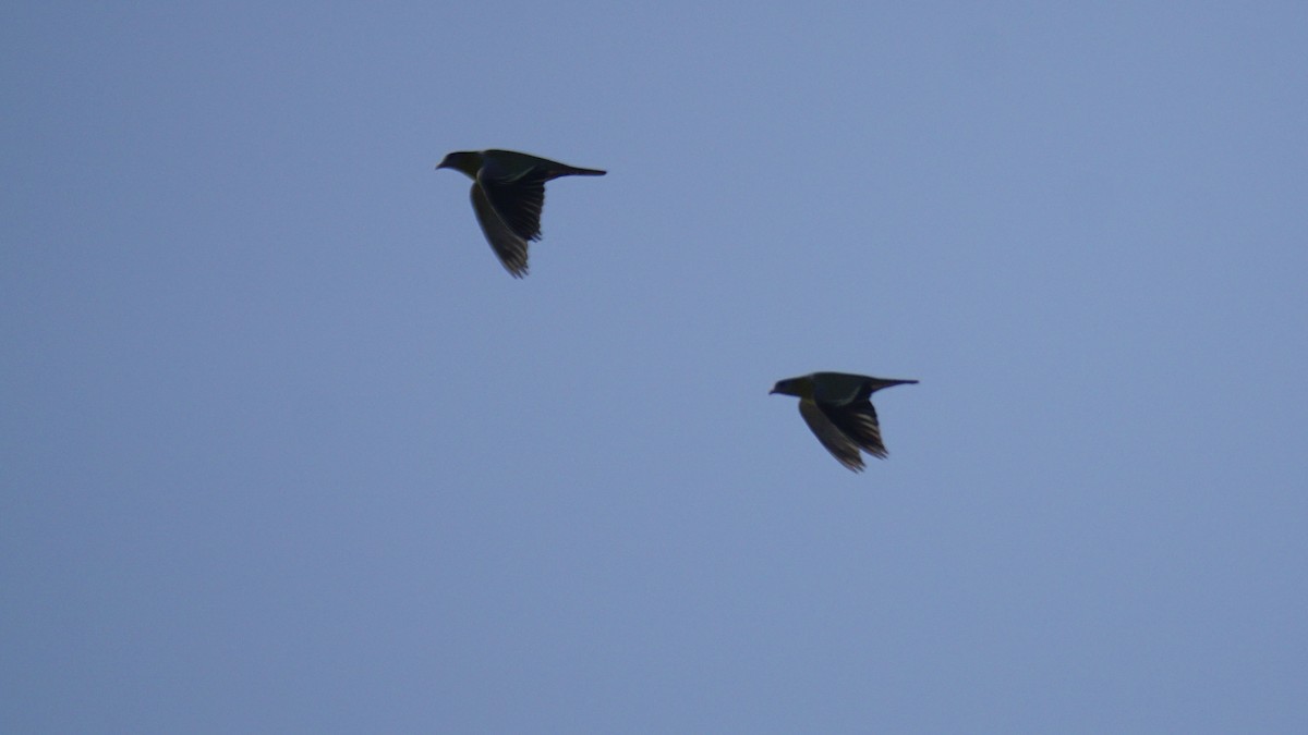 Yellow-footed Green-Pigeon - ML646732215