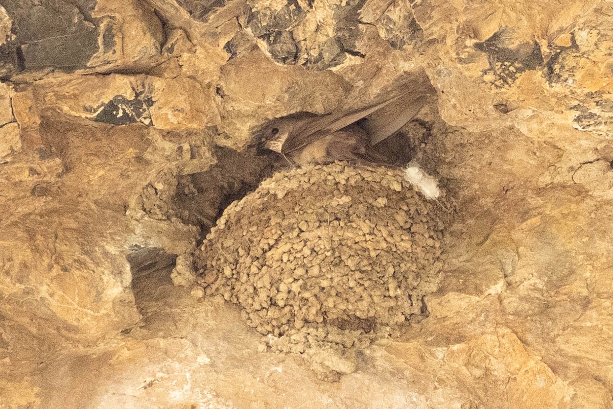 Eurasian Crag-Martin - ML646732216