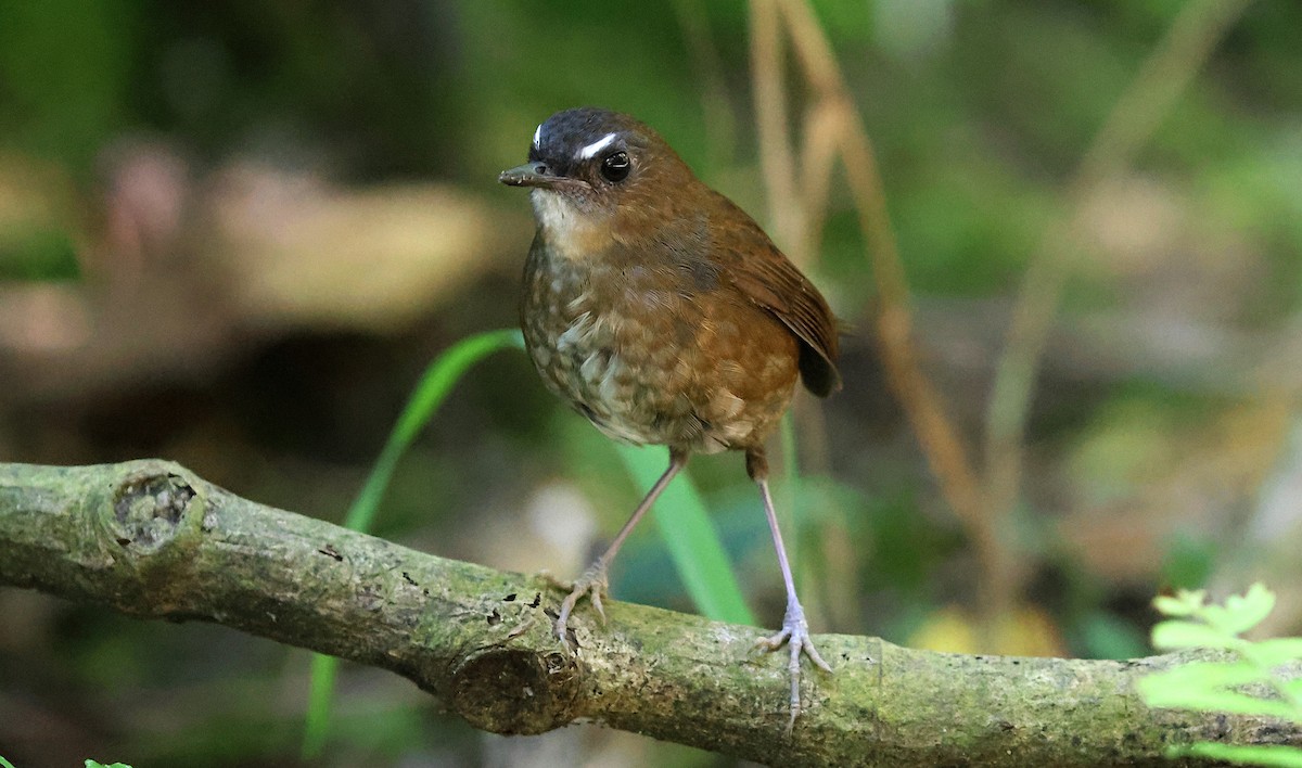 Алікорто малий - ML646732217