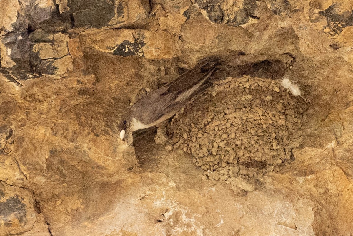 Eurasian Crag-Martin - ML646732218