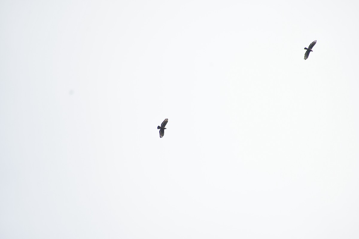 Crested Serpent-Eagle - ML646732219