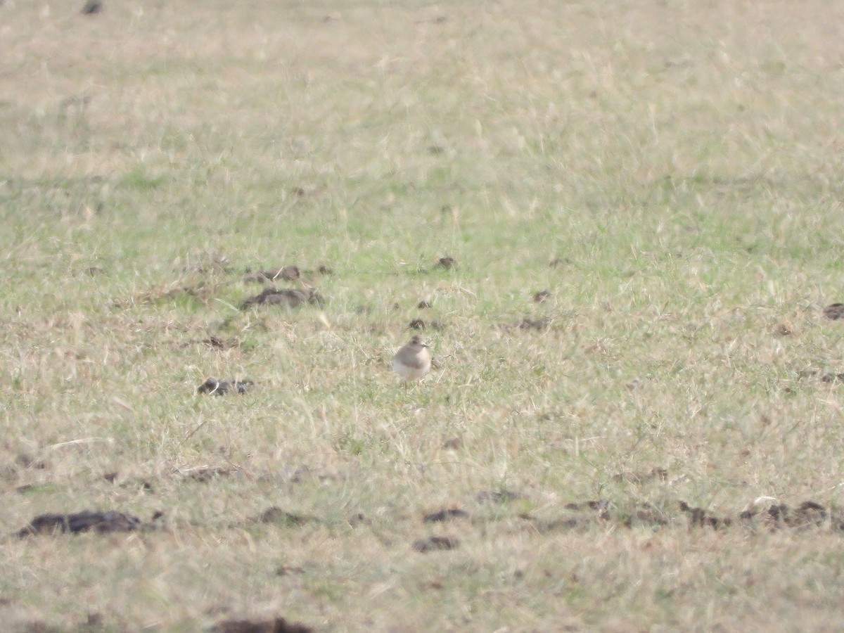 Oriental Plover - ML646732220